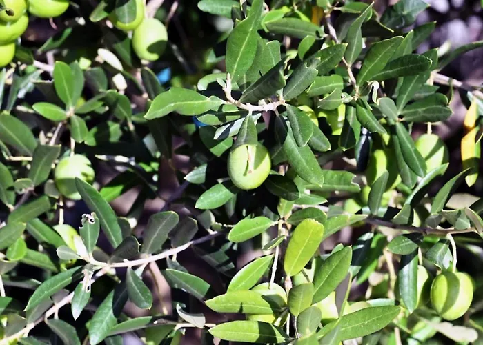 Villa Buby By Guide *